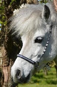 Showhalter with strass noseband
