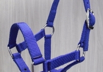 Synthetic halters